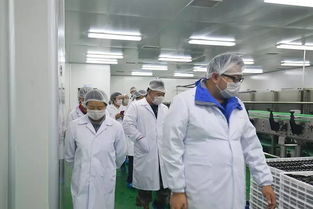 快樂購游大漠紅景區(qū) 枸杞田里拍大片 餐飲服務體驗全攻略